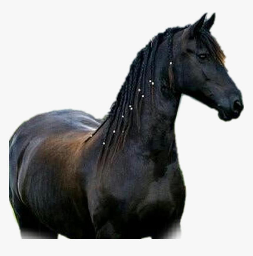 #horse #cavalos #cavalo - Mustang Horse, HD Png Download, Free Download