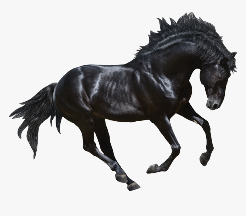 Wall Decal Black Horse - Stock Photo Black Horse, HD Png Download, Free Download