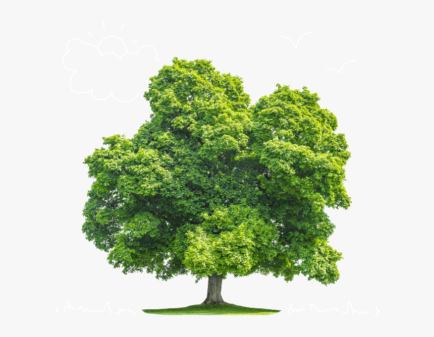 Cut Out Tree Summer Autumn, HD Png Download, Free Download