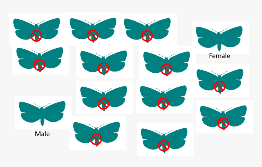 Sit Example - Papilio, HD Png Download, Free Download