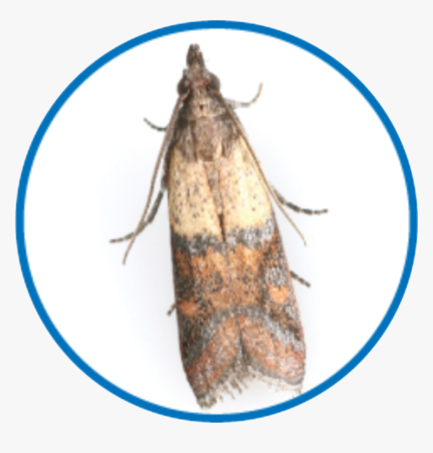 Pantry Moth, HD Png Download, Free Download