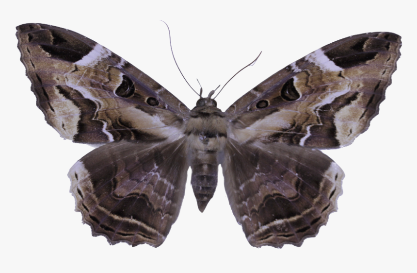 &nbsp - &nbsp - &nbsp - &nbsp - &nbsp - &nbsp - &nbsp - Speckled Wood (butterfly, HD Png Download, Free Download