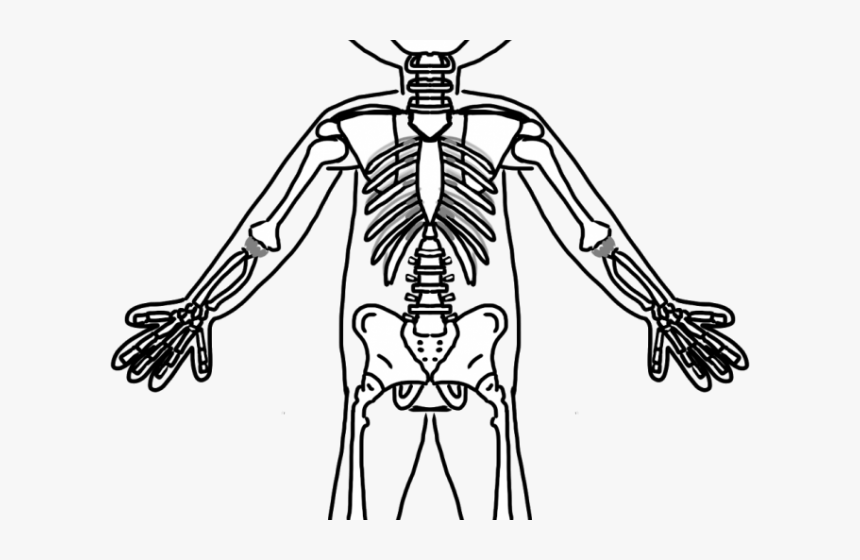 Bones Clipart Friendly Skeleton - Full Body Skeleton Drawing, HD Png Download, Free Download
