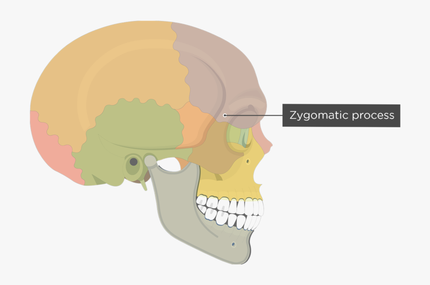 Zygomatic Process Of Frontal Bone - Frontal Bone Superciliary Arch, HD Png Download, Free Download