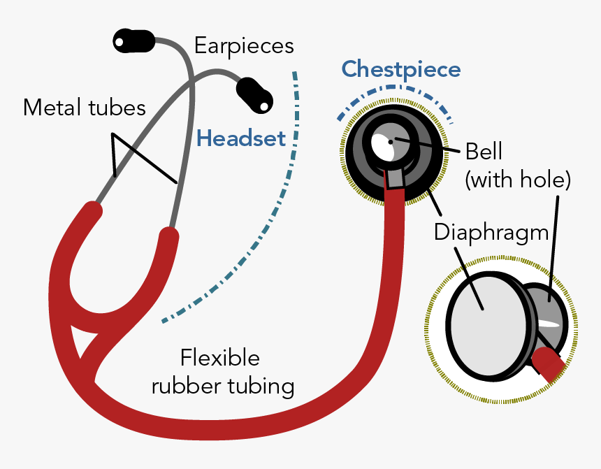 Labelled Diagram Of A Modern Stethoscope Showing The - Stethoscope Parts And Functions Pdf, HD Png Download, Free Download