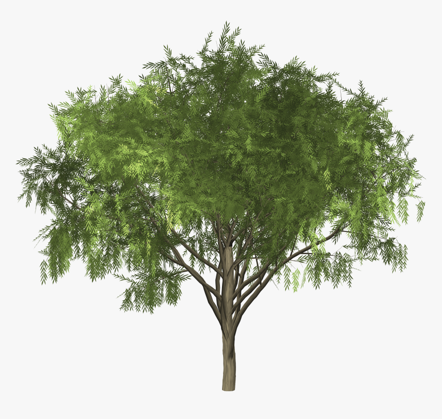Tree Without Flower, HD Png Download, Free Download