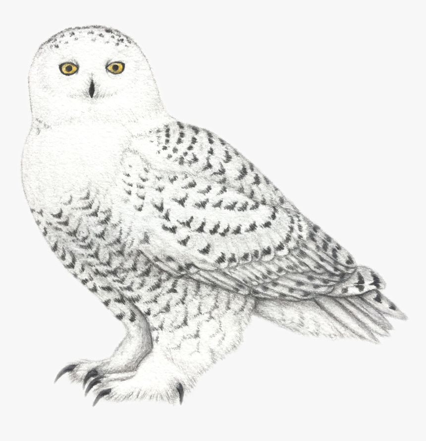 Snowy Owl, HD Png Download, Free Download