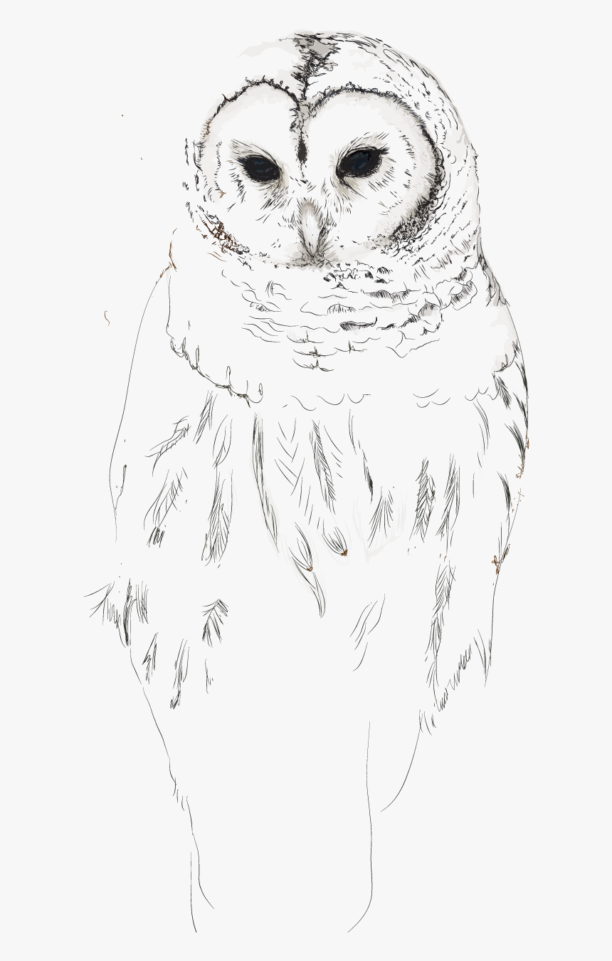 Owl Sketch Transparent Background, HD Png Download, Free Download