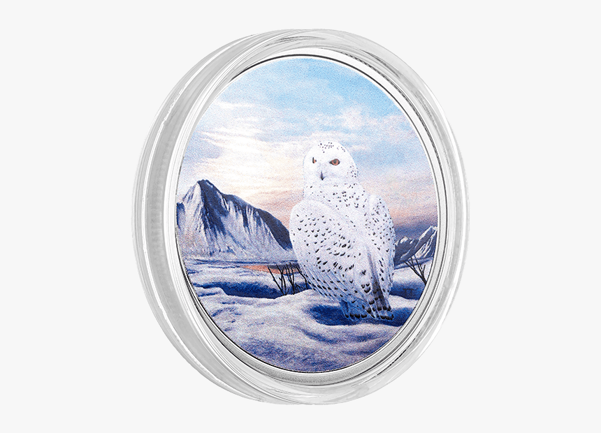 Snowy Owl, HD Png Download, Free Download