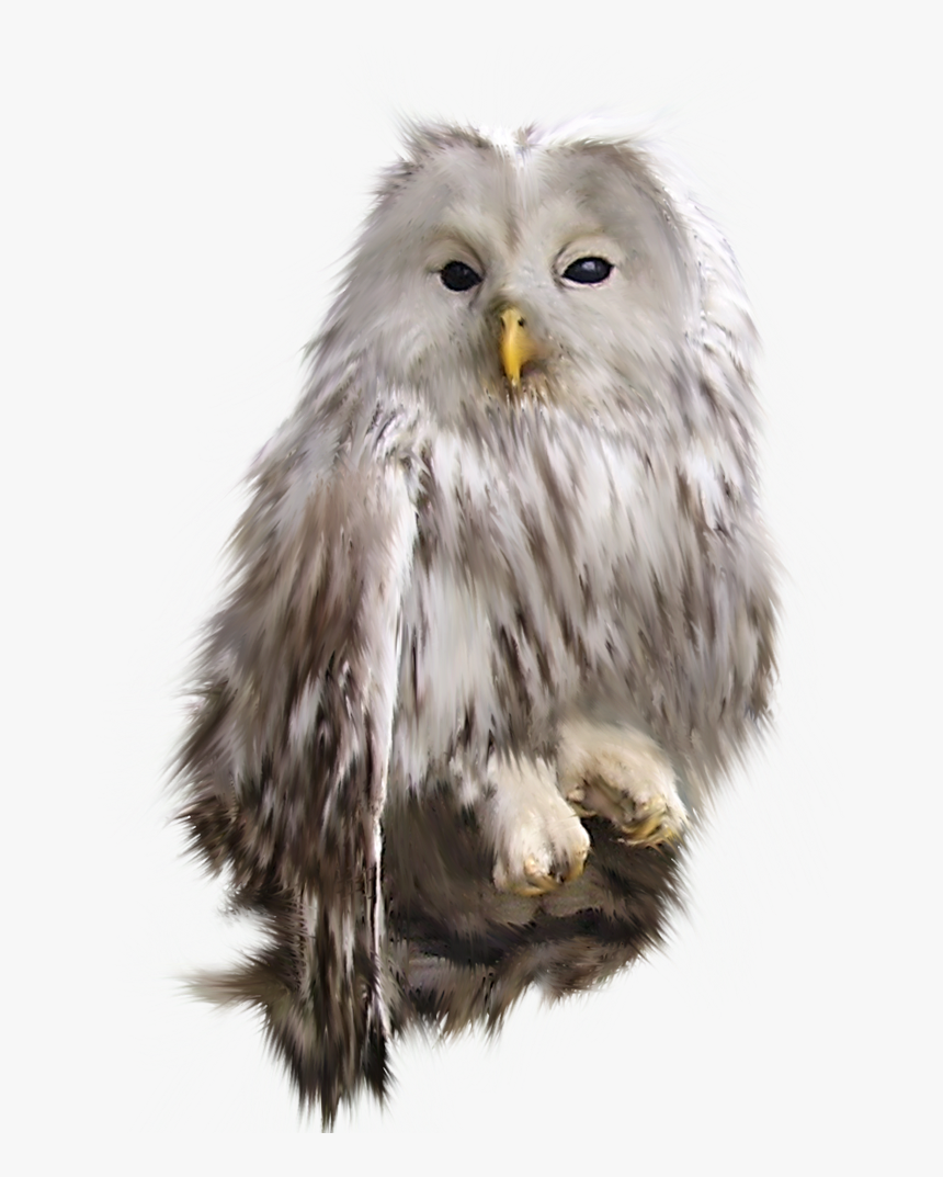 Snowy Owl, HD Png Download, Free Download