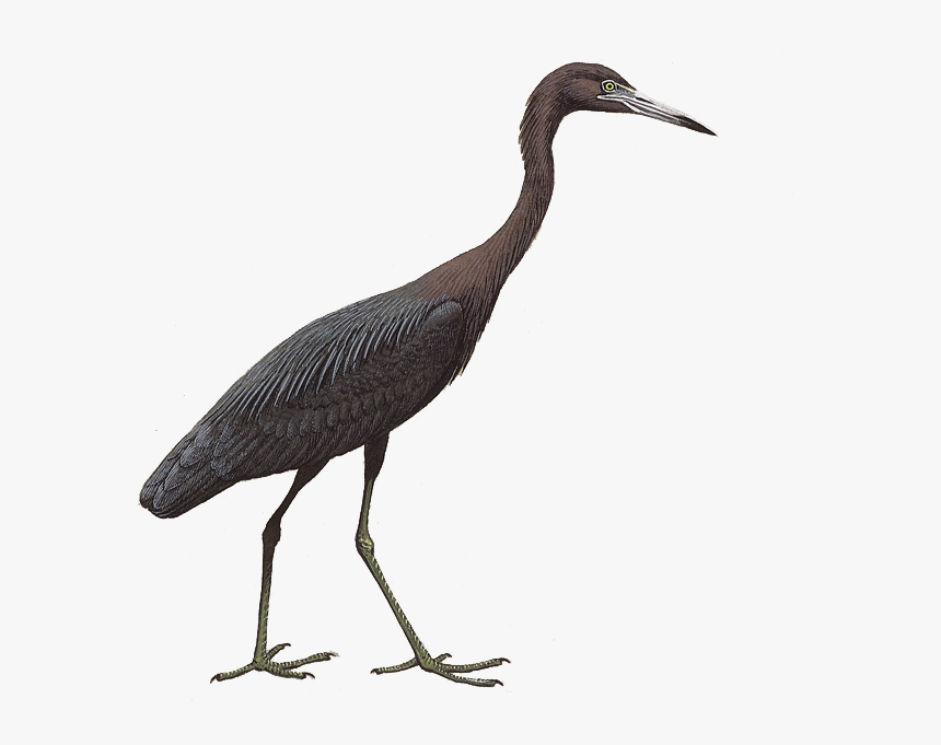 Little Blue Heron - Ciconiiformes, HD Png Download, Free Download