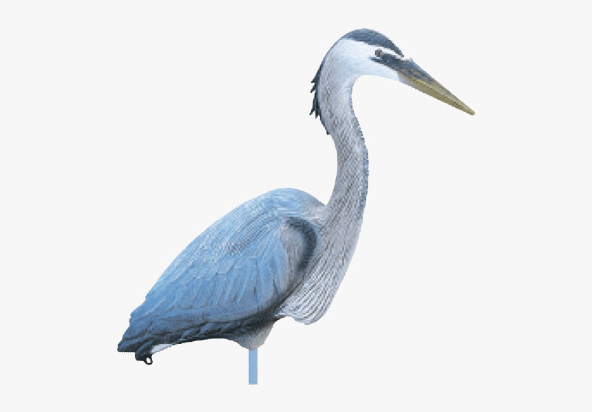 Great Blue Heron Transparent Background, HD Png Download, Free Download