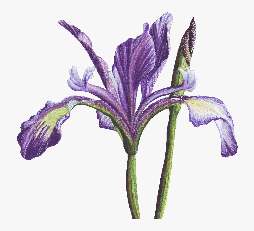 Purple Iris From My Garden - Delicate Purple Iris Painting, HD Png Download, Free Download