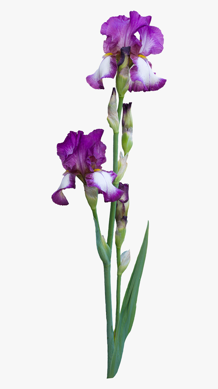 Iris Albicans, HD Png Download, Free Download