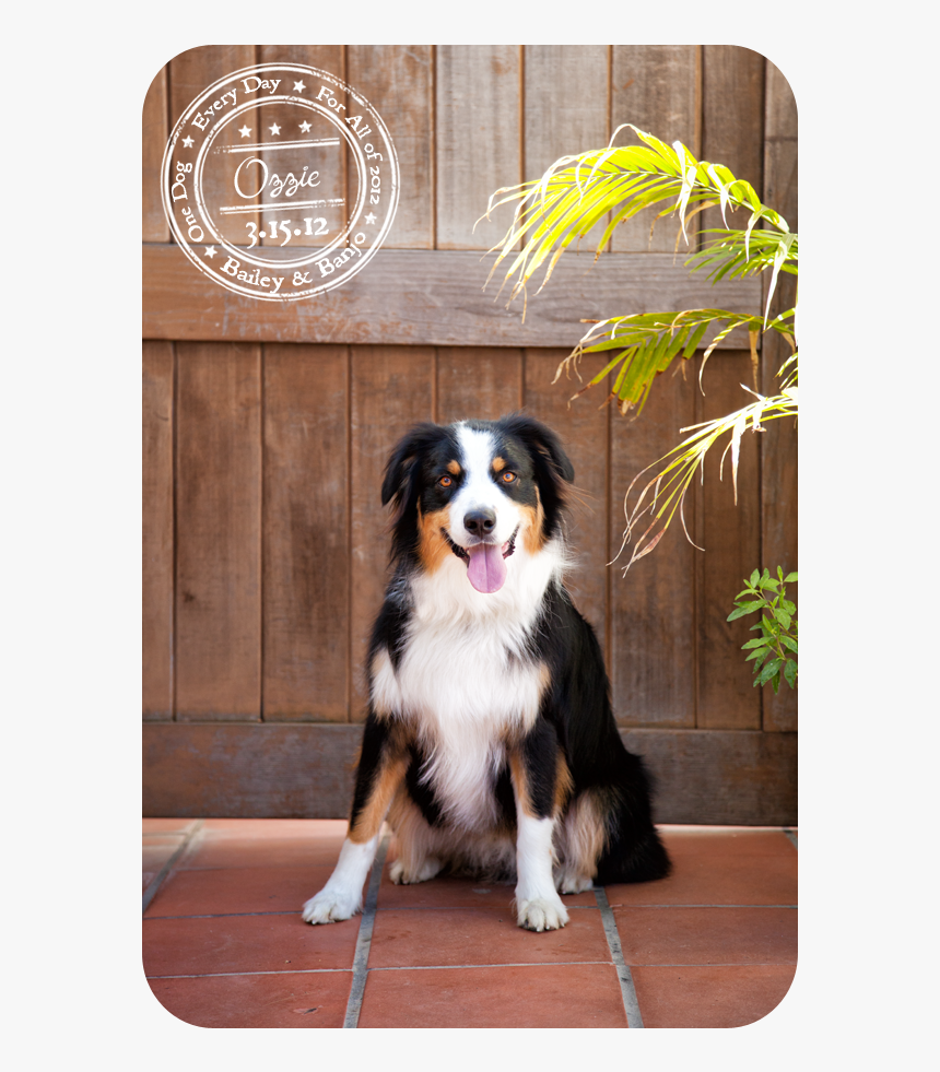 Bernese Mountain Dog, HD Png Download, Free Download