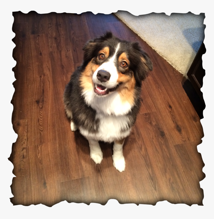 Picture - Bernese Mountain Dog, HD Png Download, Free Download