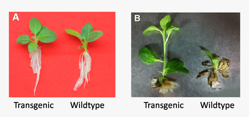 9 Phenotype Testing Of Transgenic Plants And Wildtype - Transgenic Plants Before And After, HD Png Download, Free Download