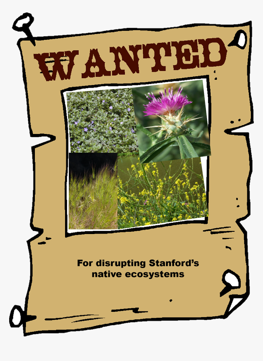 Wanted Photo Frame Hd, HD Png Download, Free Download