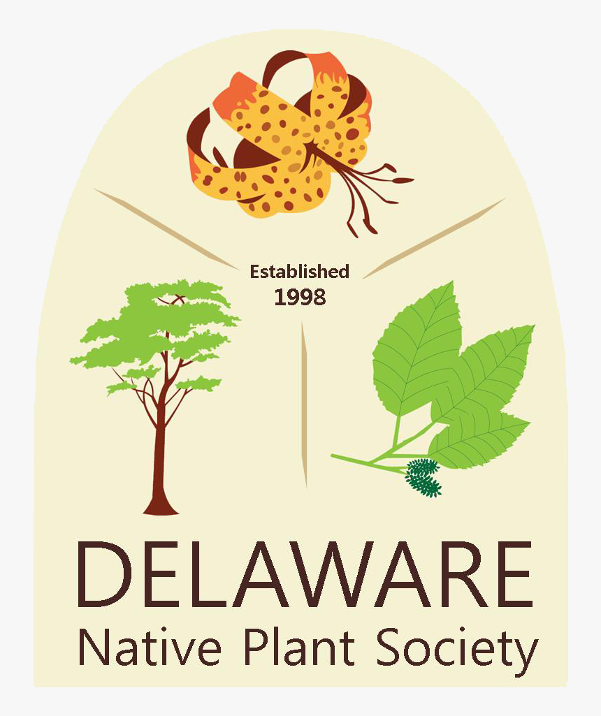 Delaware Native Plant Society - Illustration, HD Png Download, Free Download