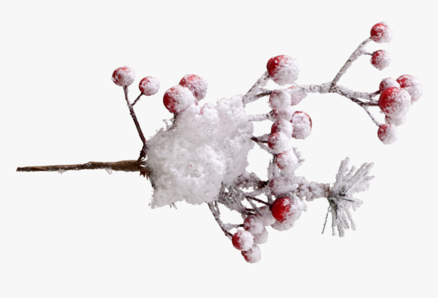 Winter Berry Png - Snow, Transparent Png, Free Download