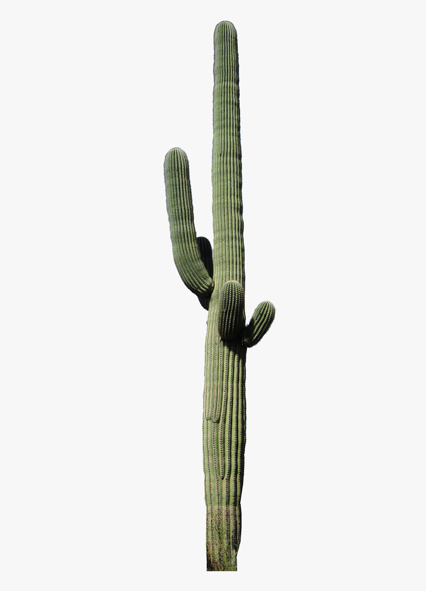 Tall Cactus Png, Transparent Png, Free Download