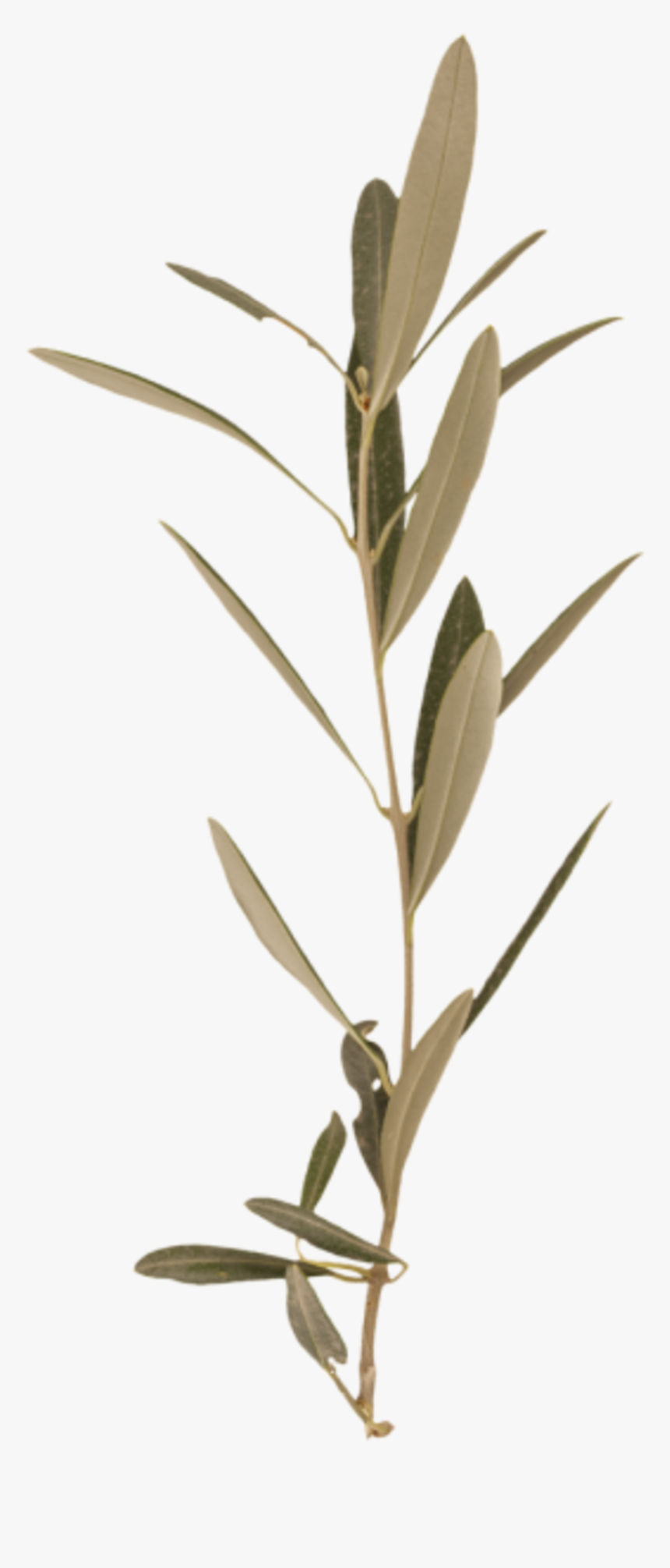 Twig, HD Png Download, Free Download
