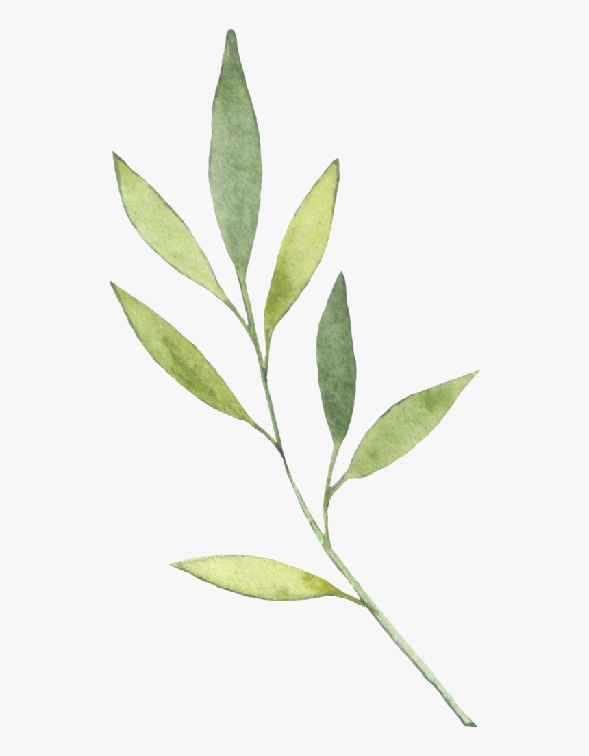 Branch - Russian Olive, HD Png Download, Free Download