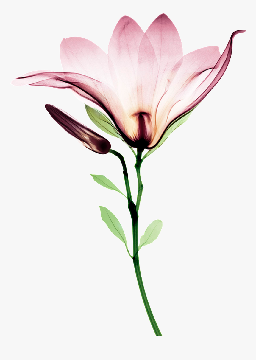 Bryan Whitney, HD Png Download, Free Download