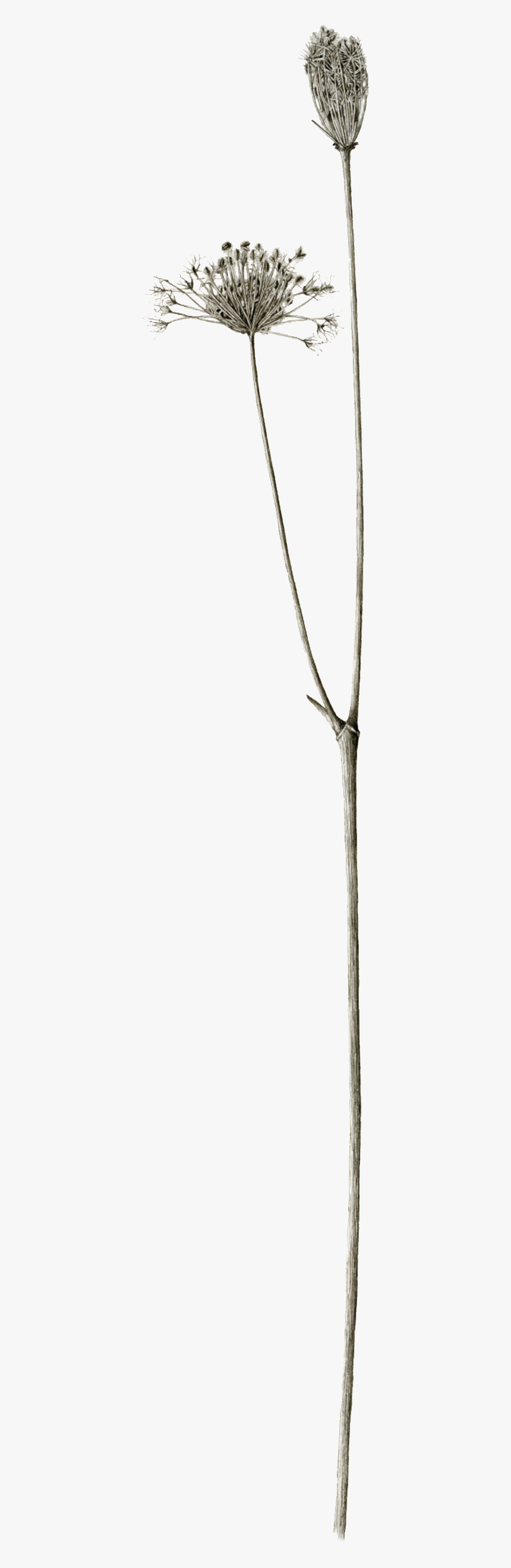 Teasel, HD Png Download, Free Download