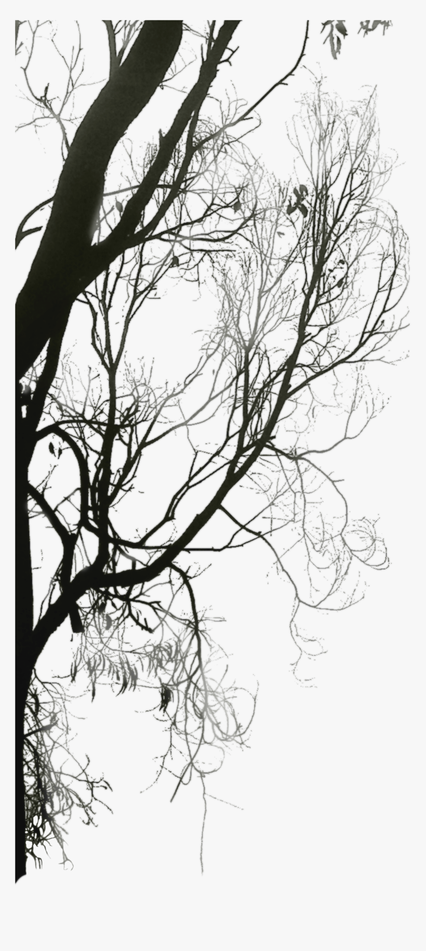 Black And White Twig Download Tree - Tree, HD Png Download, Free Download