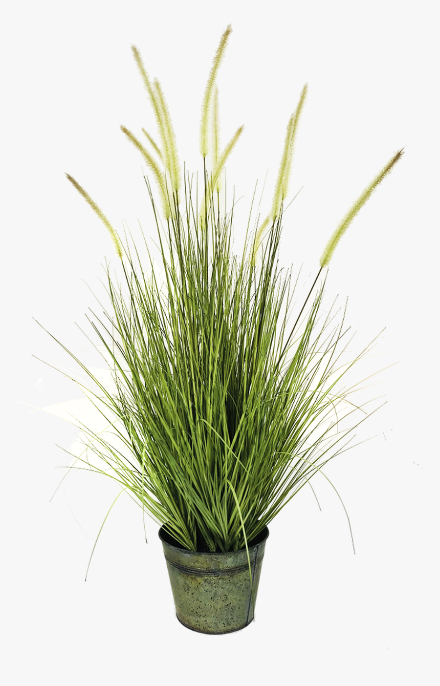 Grass, HD Png Download, Free Download