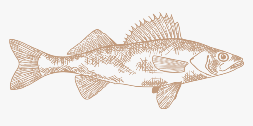 Bl Walleye Brown - Perch, HD Png Download, Free Download