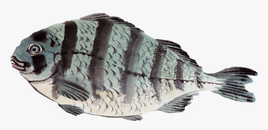 Black Tail Permit Fish Png, Fish Painting Png - Japanese Art, Transparent Png, Free Download