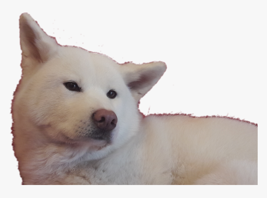 #akita - Korean Jindo Dog, HD Png Download, Free Download