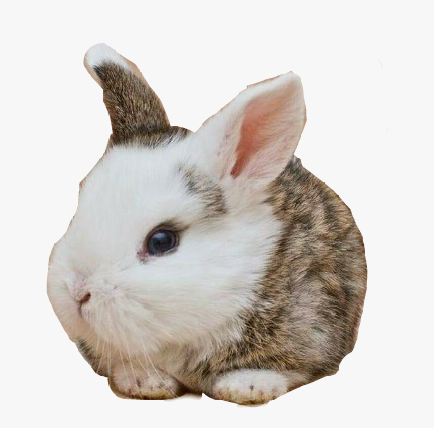 #cute #babybunny #rabbit - Rabbit, HD Png Download, Free Download