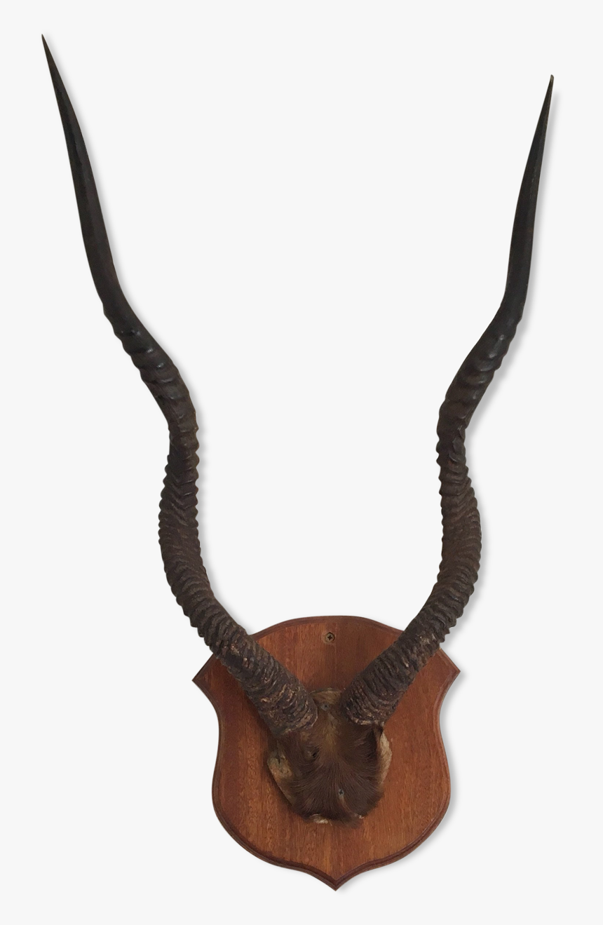 Horn Antelope Or Gazelle Horns - Corne De Gazelle Png Animal, Transparent Png, Free Download