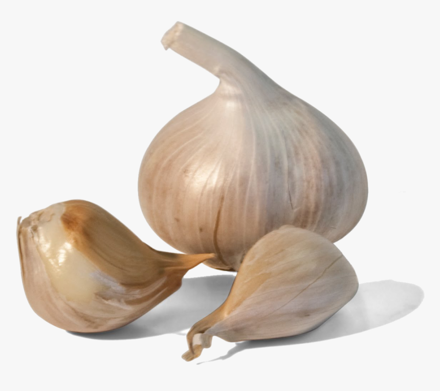 Garlic Png Image - Small Garlic Png, Transparent Png, Free Download