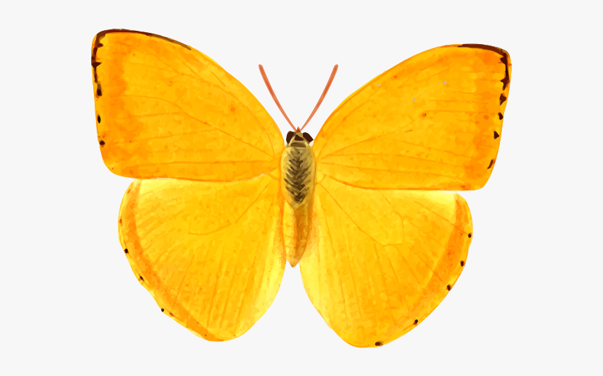 Orange Giant Butterfly - Giant Butterfly Clipart Orange, HD Png Download, Free Download