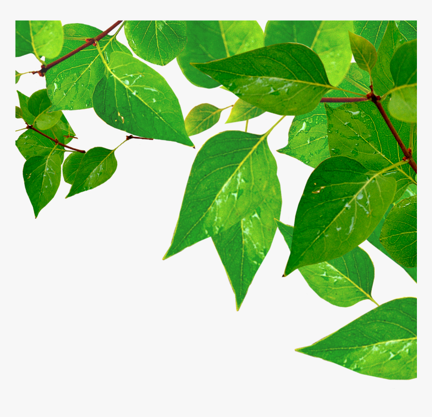 Leaf Drop Water Transprent - Leaf Drop Water Png, Transparent Png, Free Download