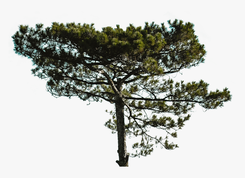 Pond Pine, HD Png Download, Free Download