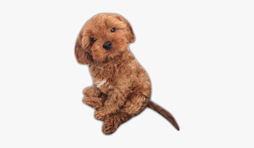 #dog #puppy #cute #png #pngs #aesthetic #niche - Companion Dog, Transparent Png, Free Download