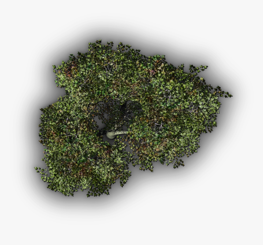 Tree Top Png, Transparent Png, Free Download