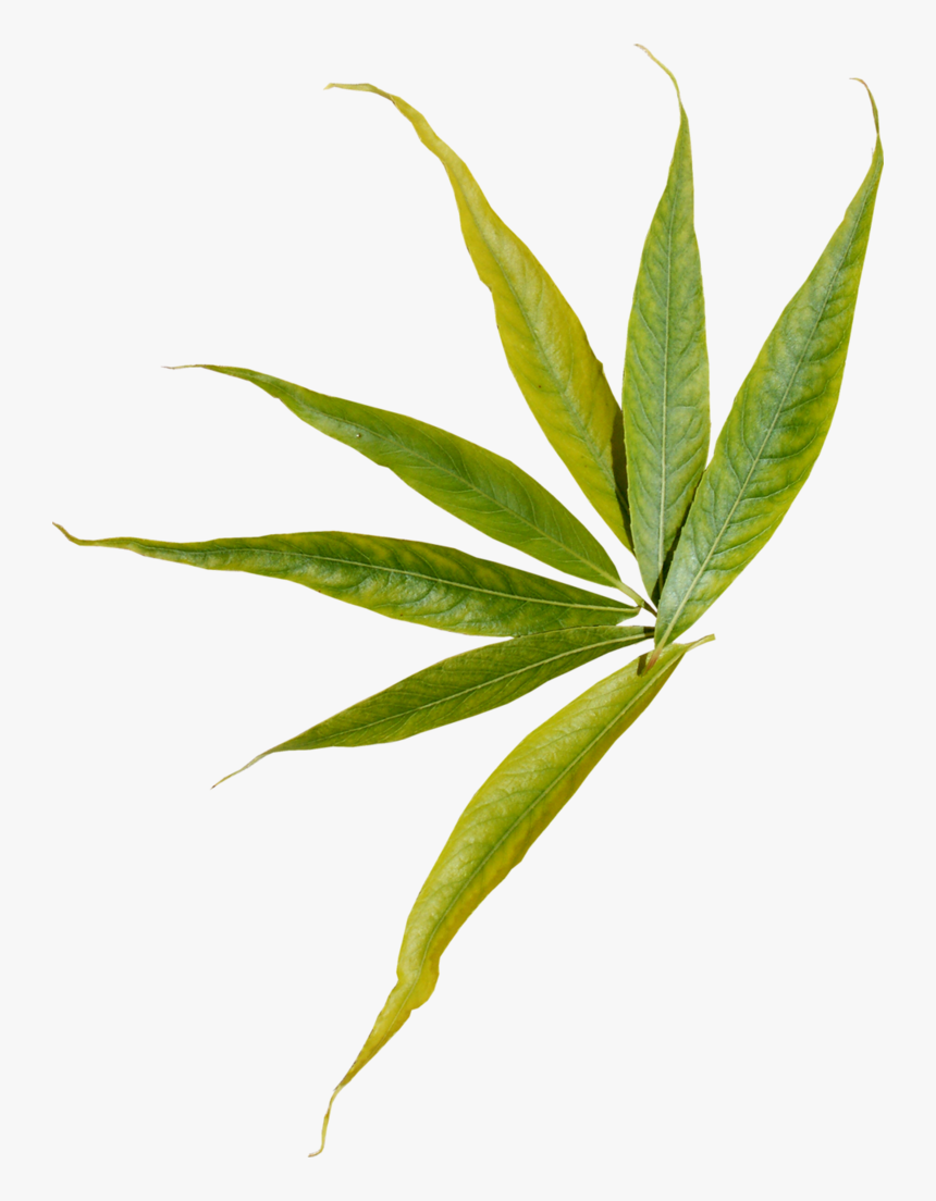 Plant Stem, HD Png Download, Free Download
