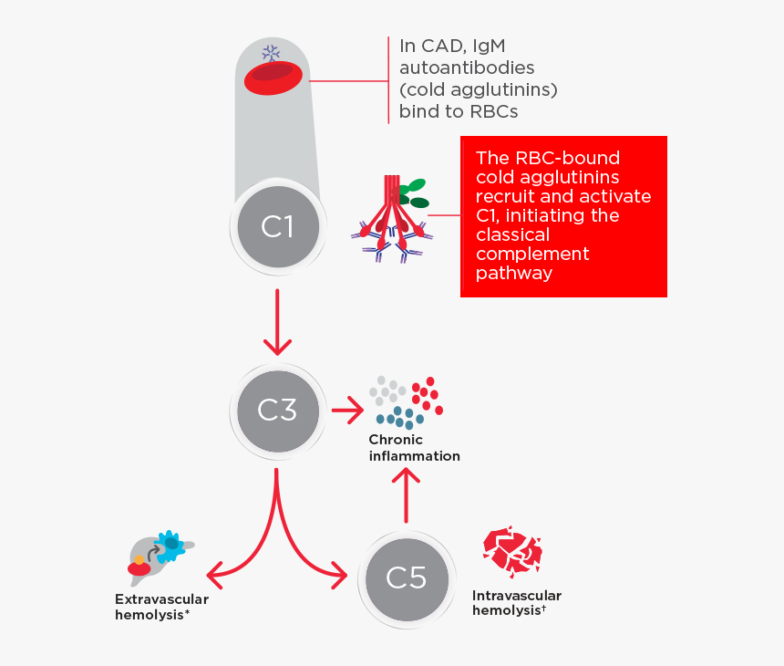 Diagram Depicting Igm Autoantibodies Binding To Rbcs - Circle, HD Png Download, Free Download