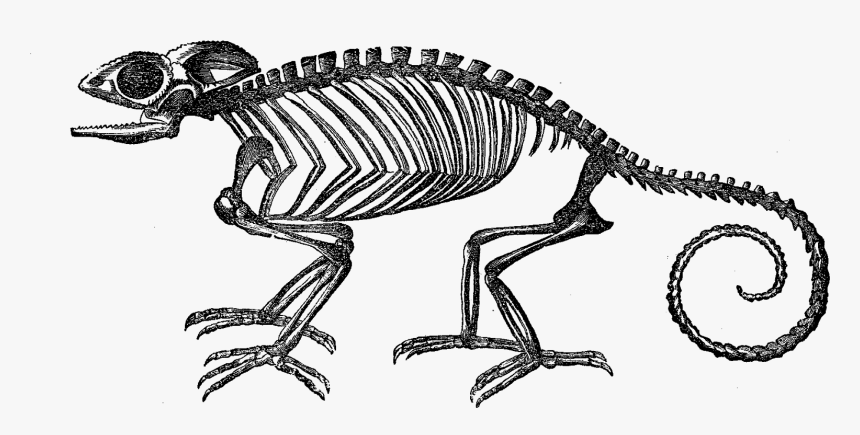 Animal Skeleton Clipart, HD Png Download, Free Download
