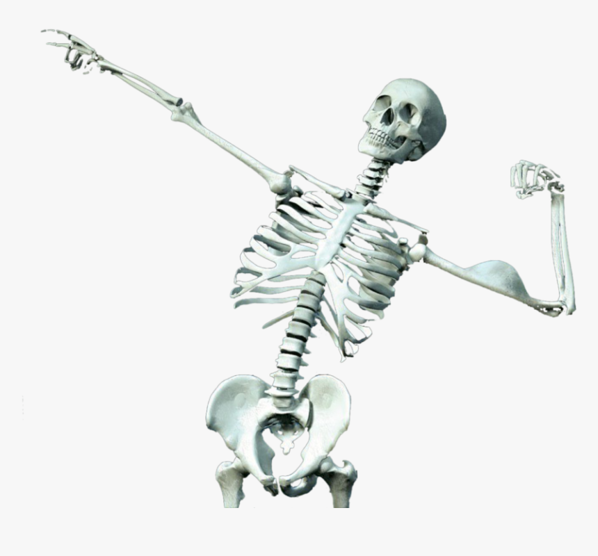 Skeleton, HD Png Download, Free Download