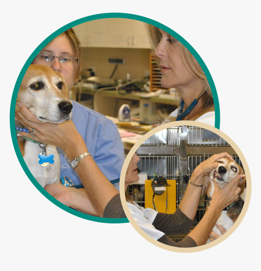 Dog Exam Ravenwood Vet, HD Png Download, Free Download