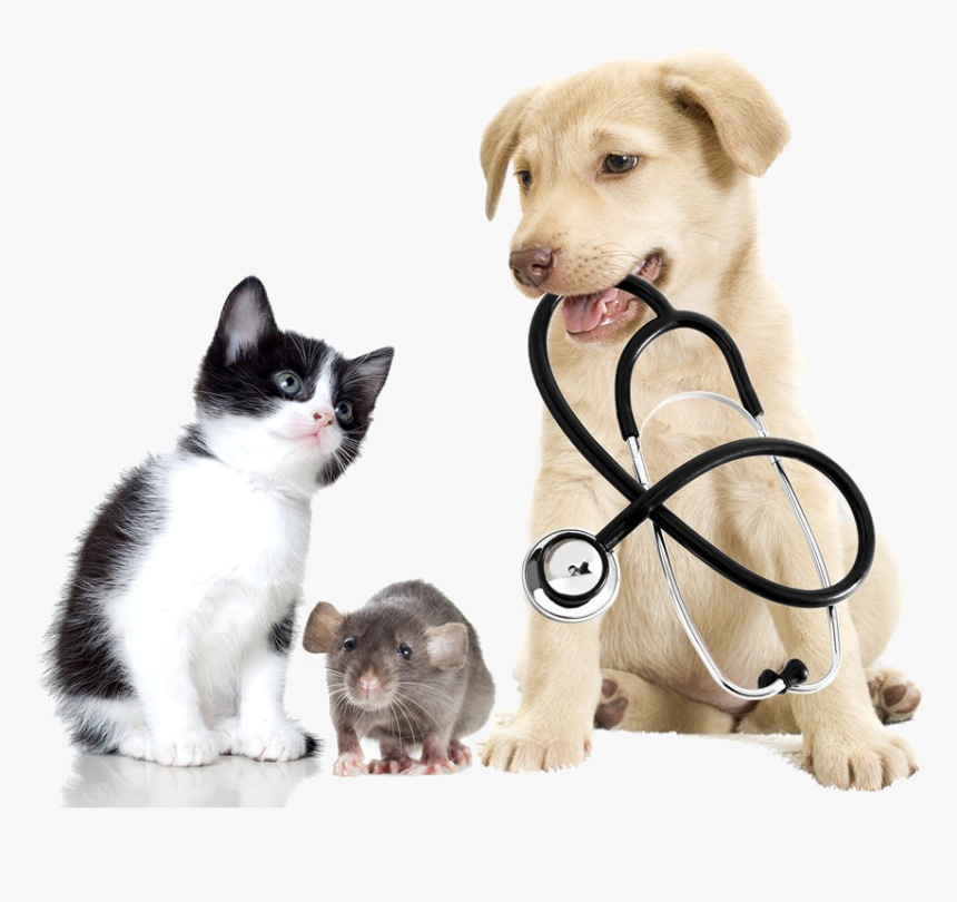 Download And Pet Veterinary Vxe9txe9rinaire Clinique - Medical Dog And Cat, HD Png Download, Free Download