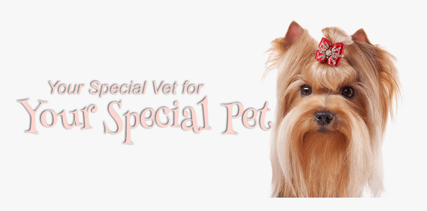 Your Special Vet For Your Special Pet - Yorkshire Terrier, HD Png Download, Free Download