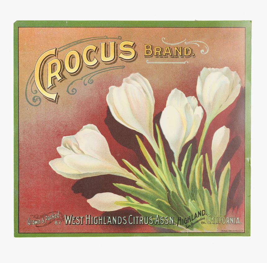 Fruit Label - "crocus Brand - Snow Crocus, HD Png Download, Free Download